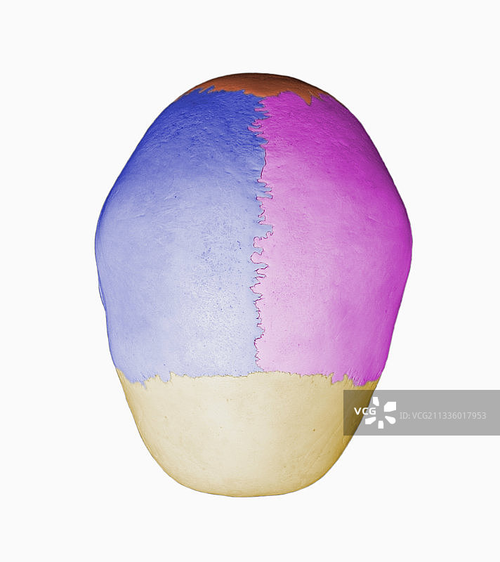 人类头骨骨骼顶视图图片素材