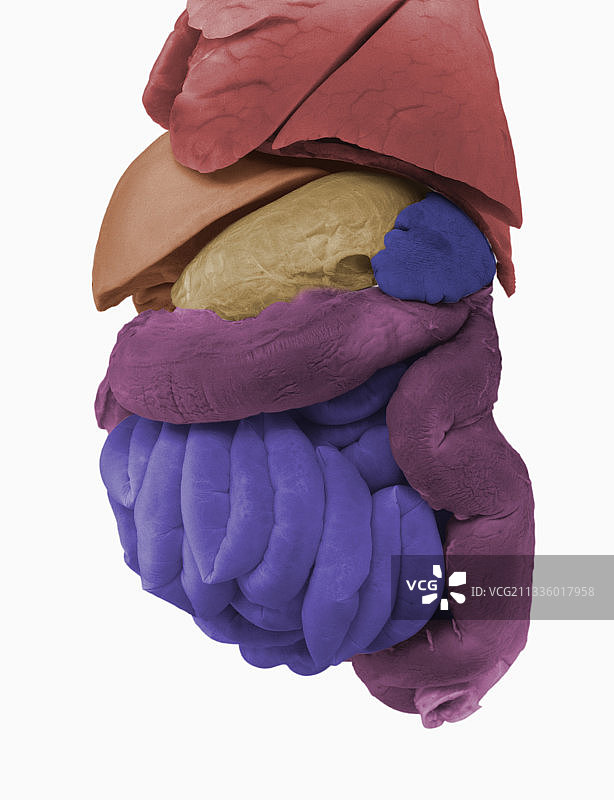 幼儿的内脏器官图片素材