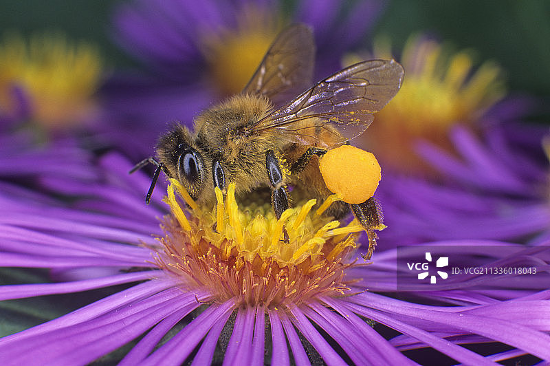 携带花粉的蜜蜂图片素材