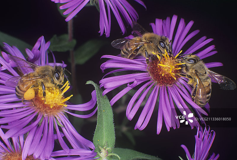 蜜蜂授粉图片素材
