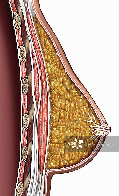 人体乳房解剖图图片素材