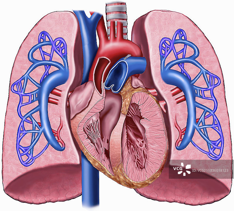 心脏肺部剖面图插画图片素材