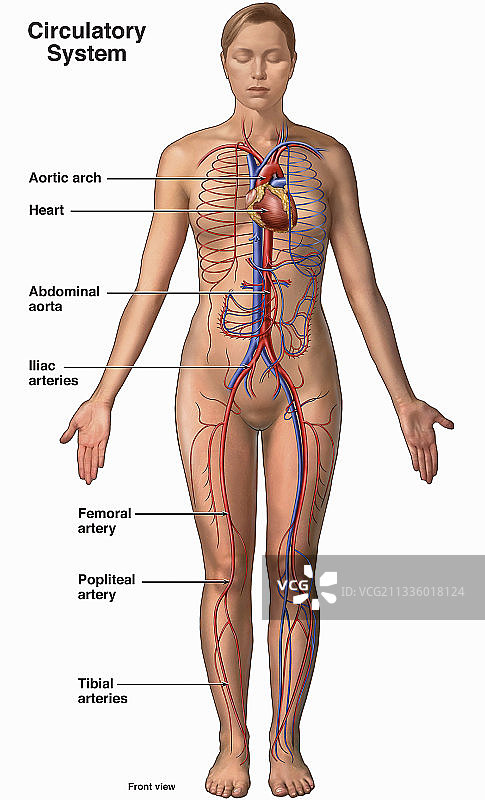 循环系统插画图片素材