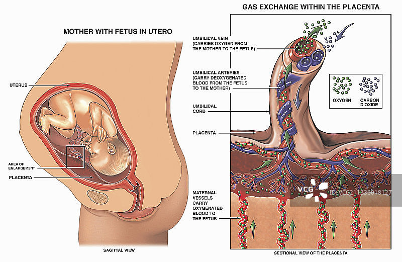 正常胎盘的解剖结构图片素材