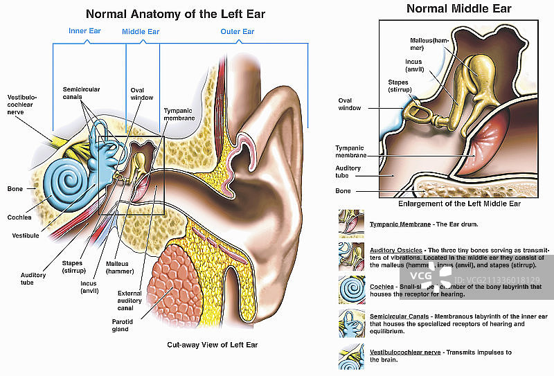 正常的耳朵解剖结构图片素材