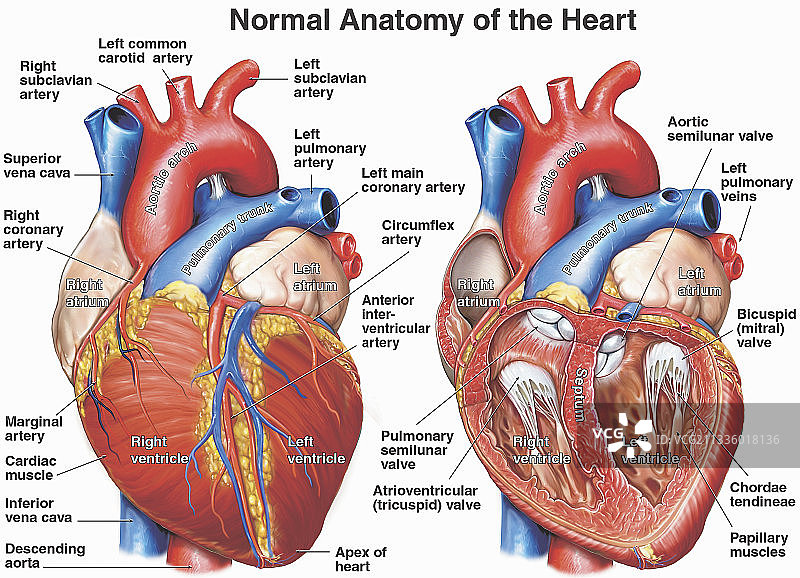 正常的人体心脏解剖结构图片素材