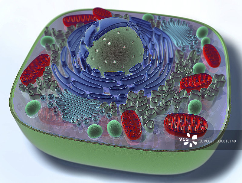 3D动物细胞结构插画图片素材