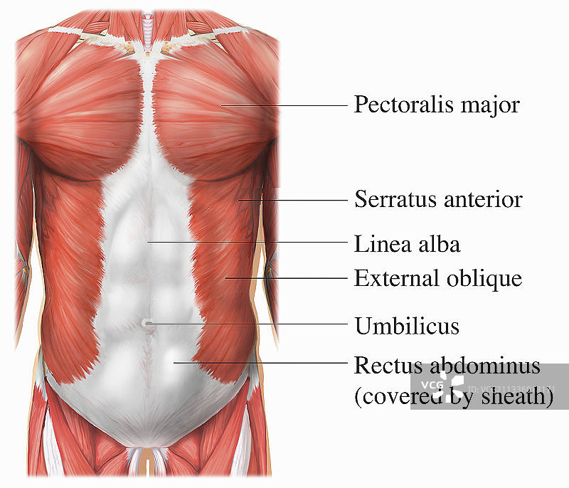 躯干肌肉插画图片素材