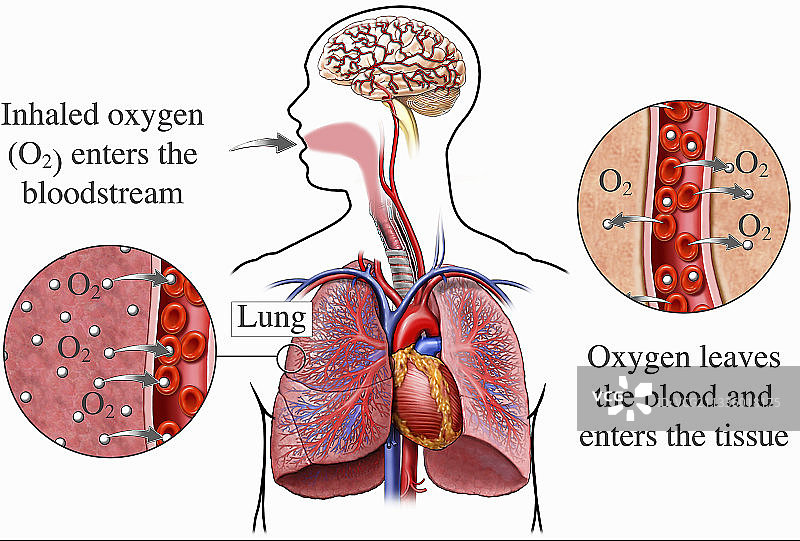 呼吸作用插画图片素材