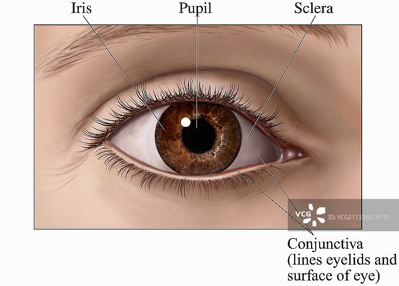 眼睛前视图插画图片素材