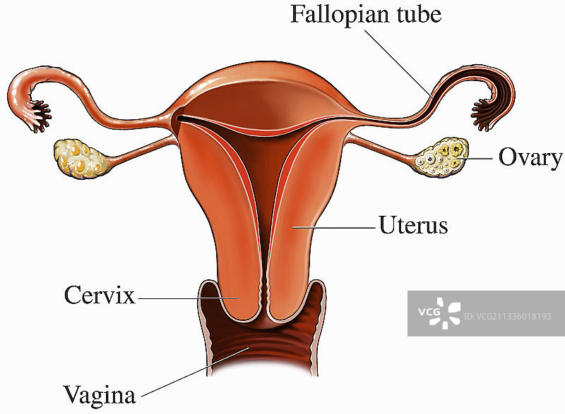 人类女性生殖系统图片素材