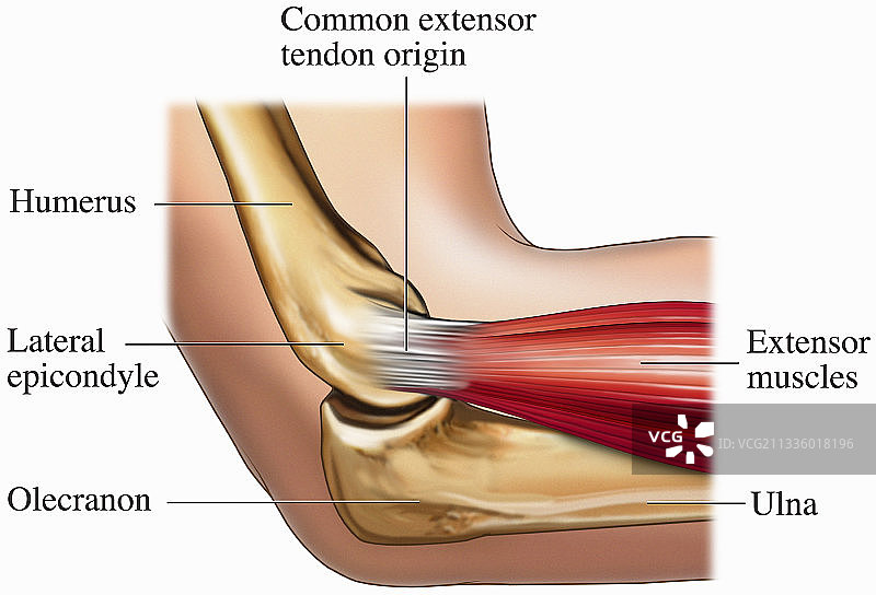 肘关节结构图片素材
