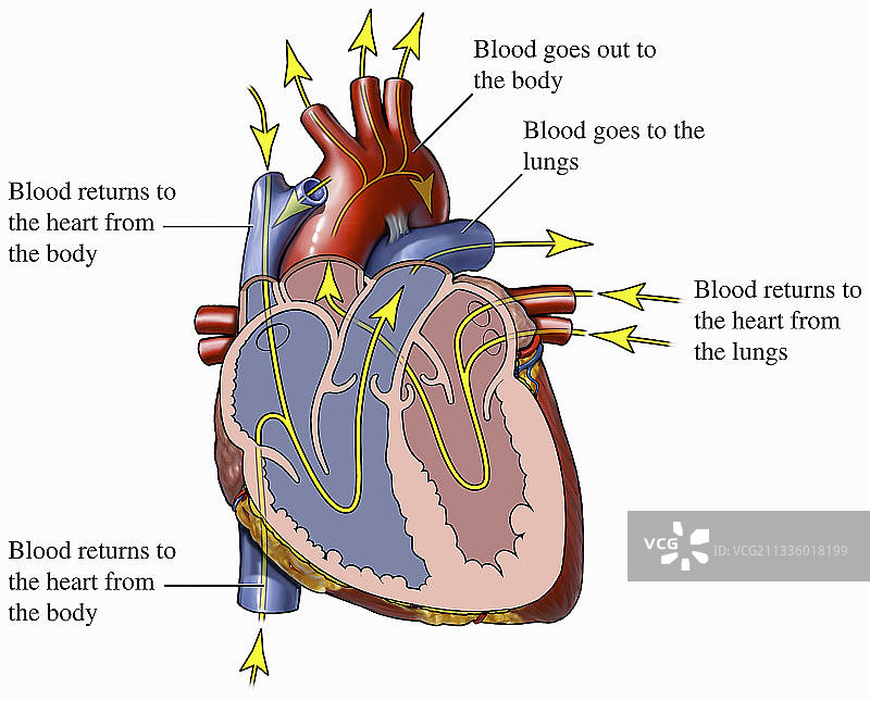 心脏和血液流动插画图片素材