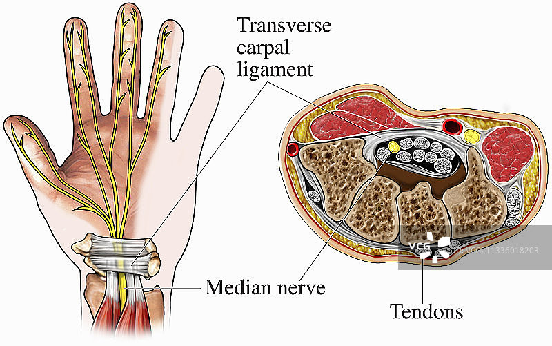 腕管解剖结构插图图片素材