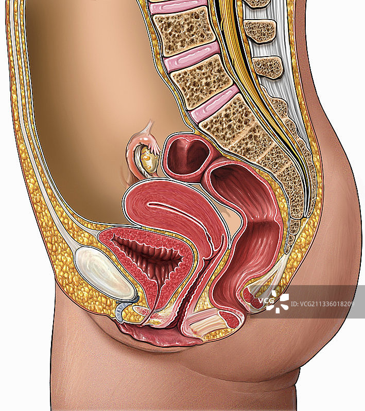 例证，女性生殖系统图片素材