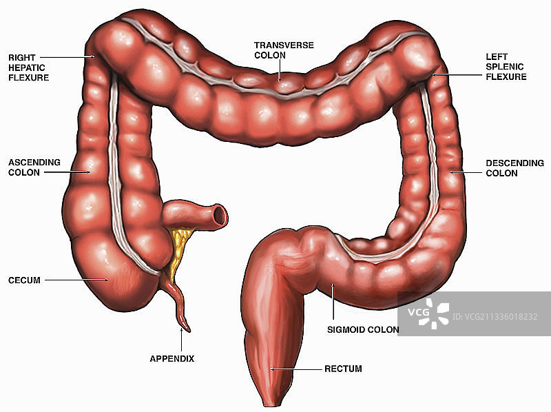 大肠插画图片素材