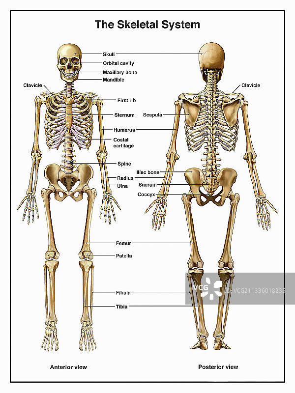 人类骨骼系统图片素材