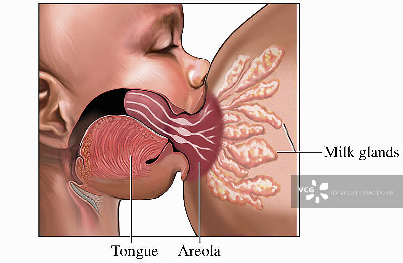 母乳喂养插图图片素材