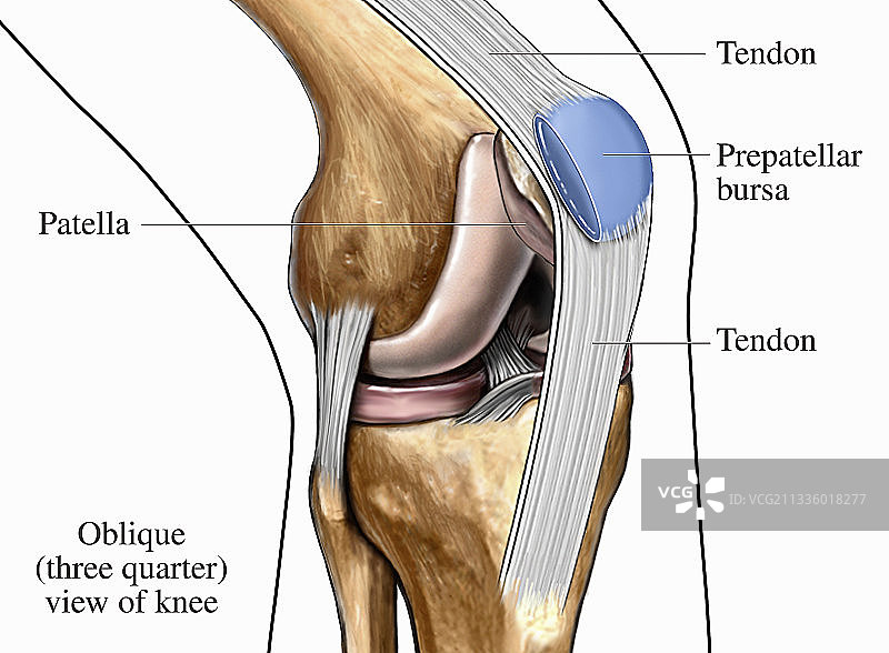 髌骨解剖插画图片素材