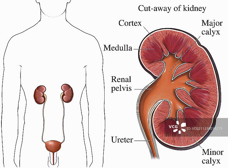 男性躯干插画图片素材