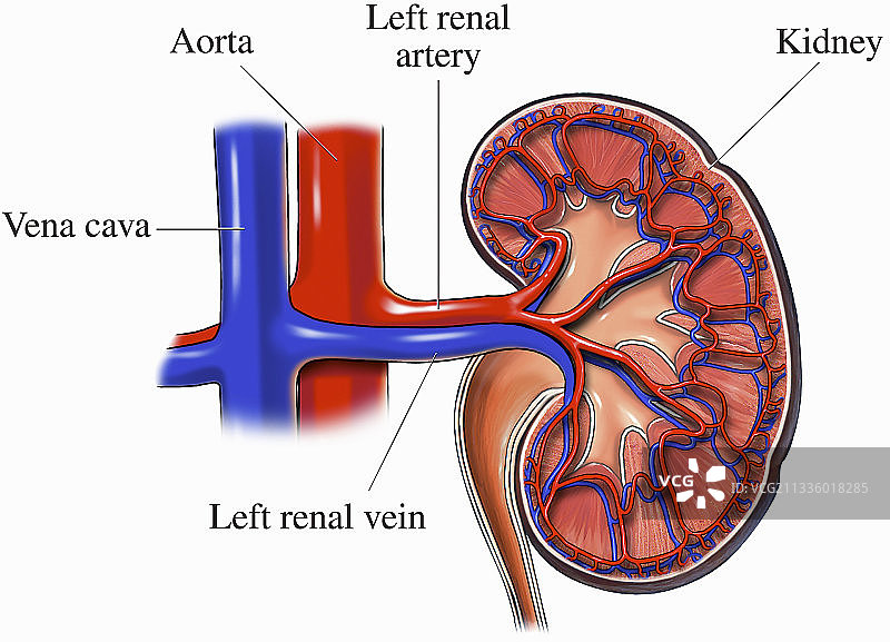 动脉血液肾脏插画图片素材