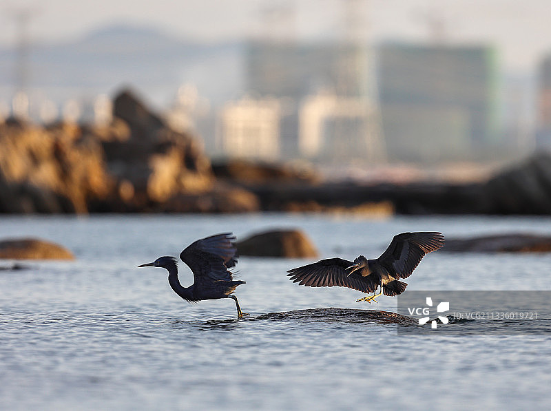 争地盘—岩鹭图片素材