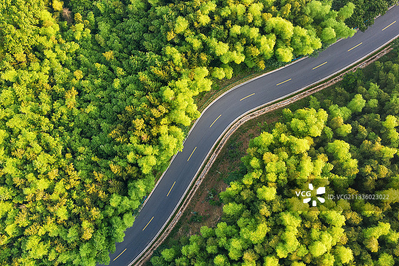 湖泊竹林公路俯瞰航拍图片素材
