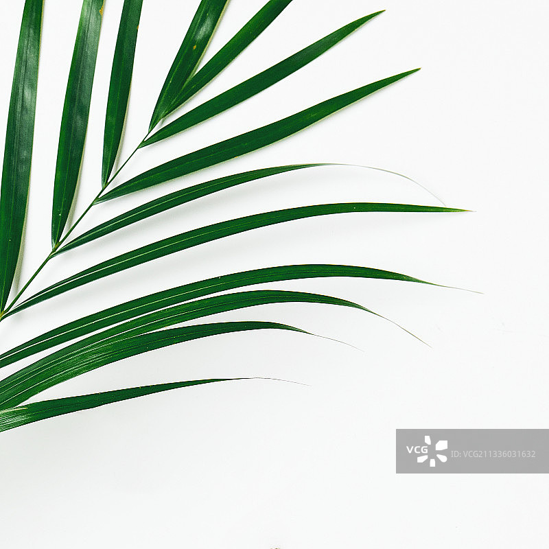 植物、夏、叶、架、棕叶图片素材