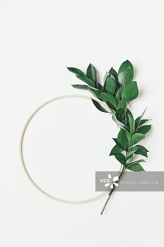 植物、夏季、叶子、框架、假叶树图片素材