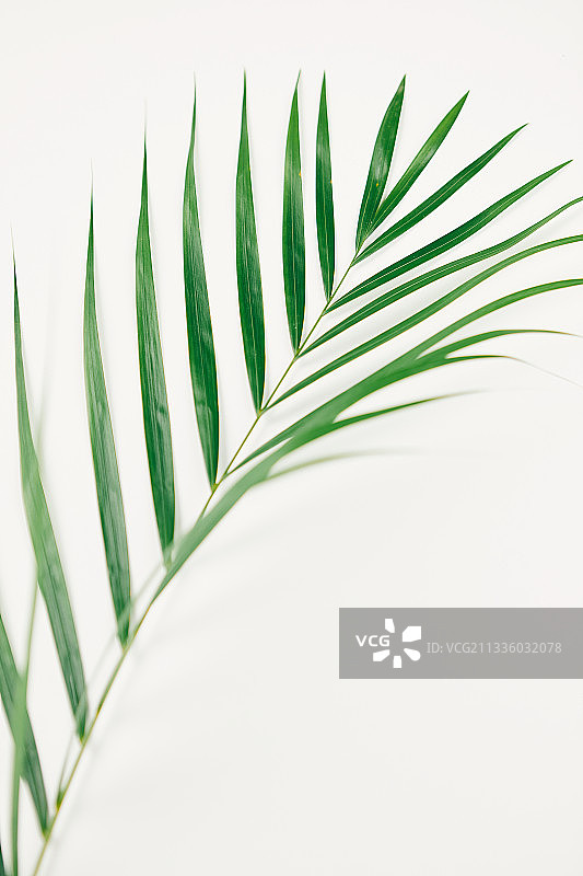 静物：植物，夏季，叶子，棕榈图片素材