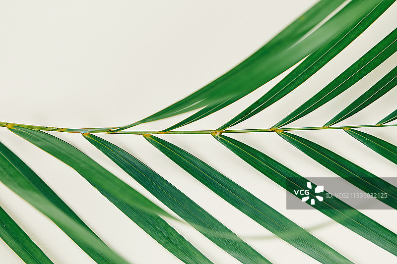 静物：植物，夏季，叶子，棕榈图片素材