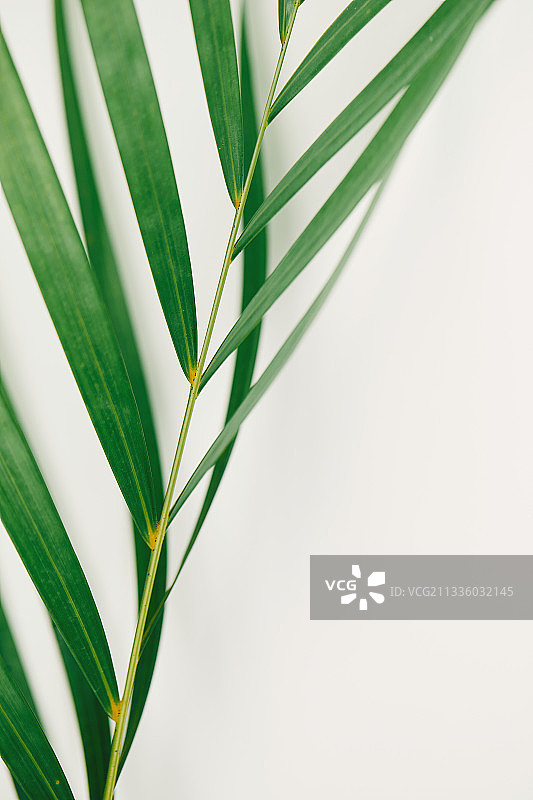 静物：植物，夏季，叶子，棕榈图片素材