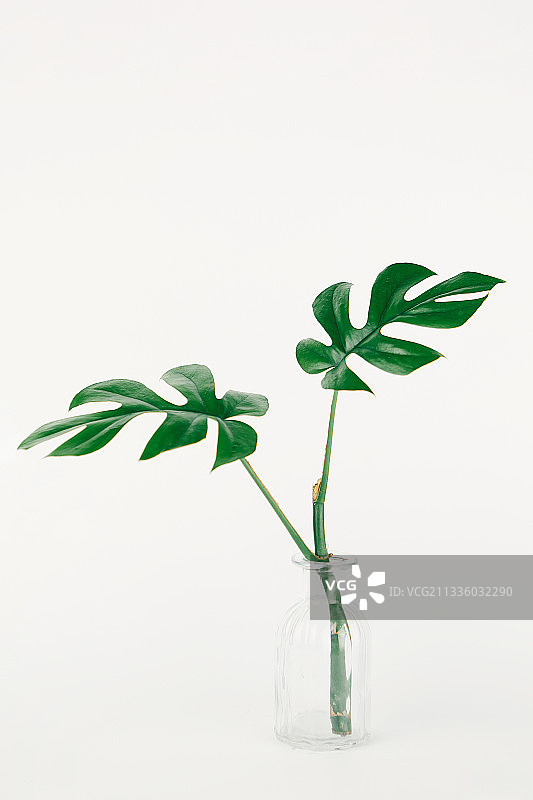 植物、夏季、叶子、龟背竹静物图片素材