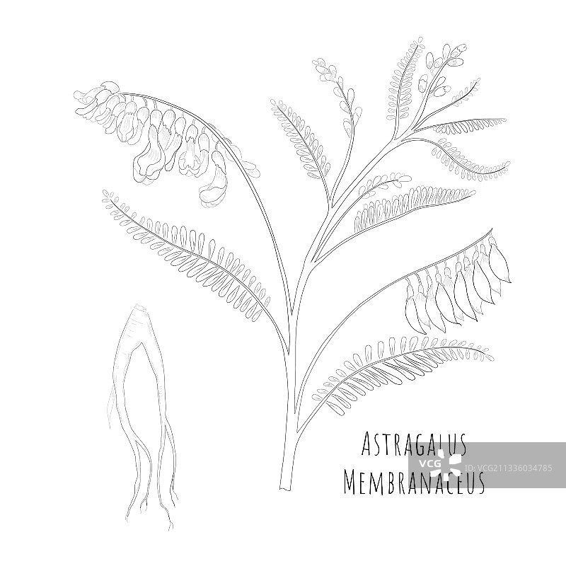 黄芪素描图片素材