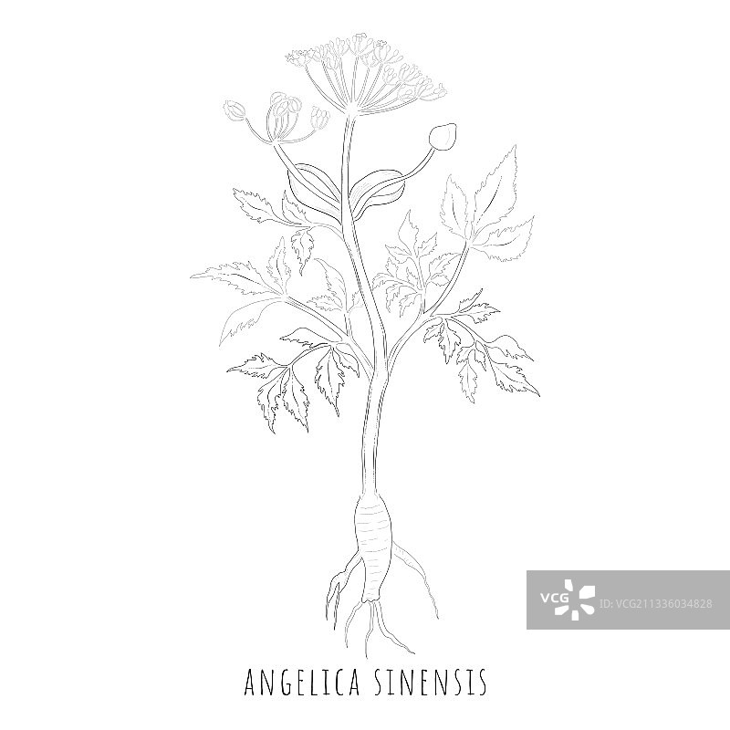 当归速写图片素材