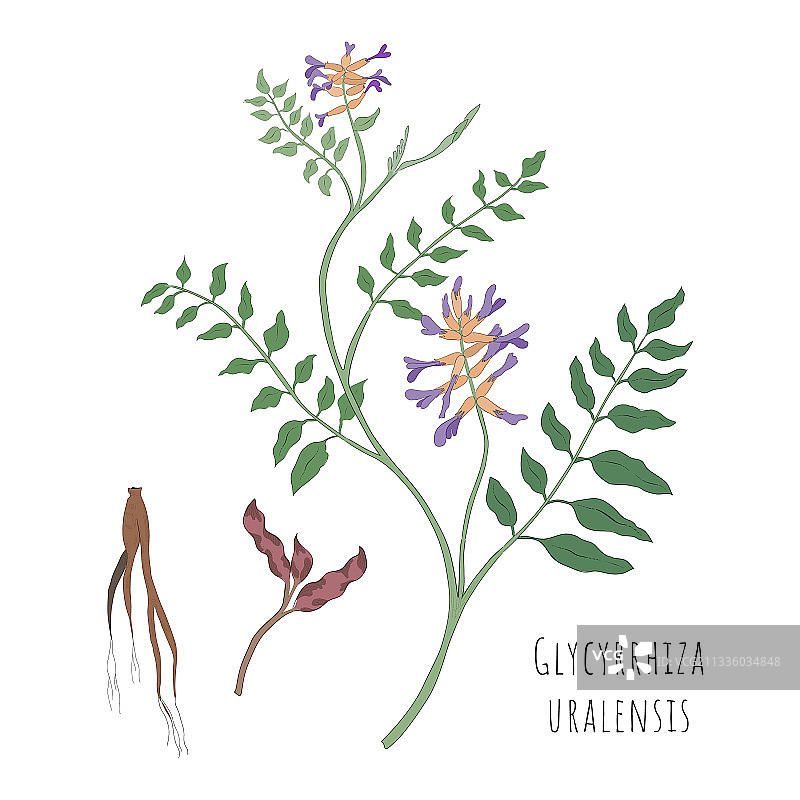 甘草简笔画图片素材