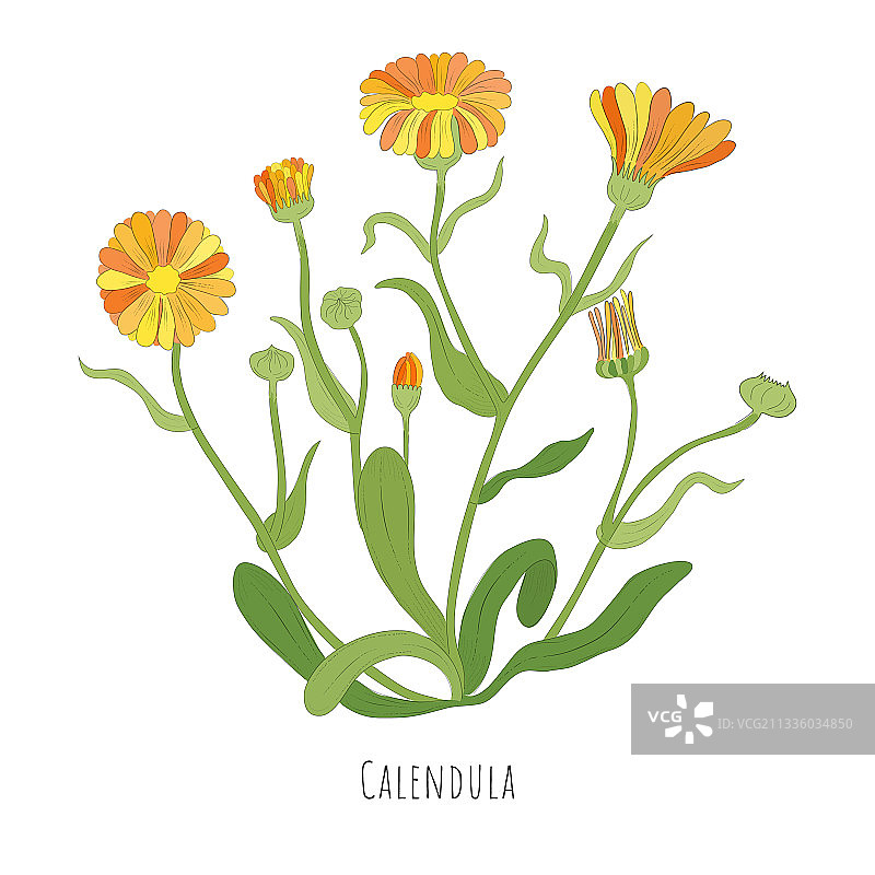 金盏花或沙漠万寿菊草本素描图片素材