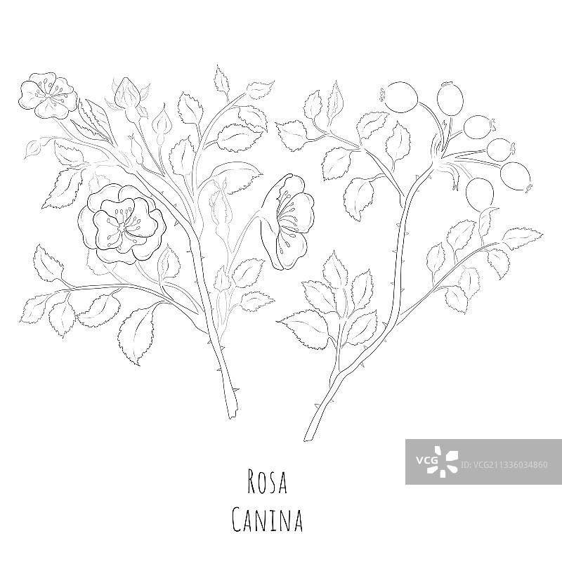 犬蔷薇素描图片素材