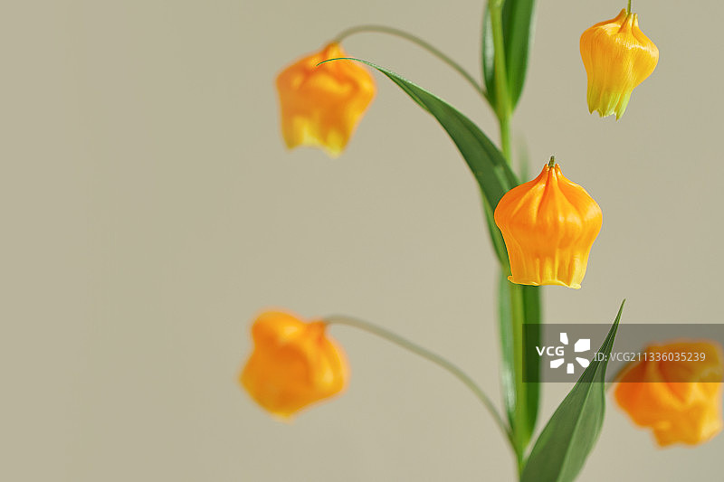 花、静物、春天、Sandersonia图片素材