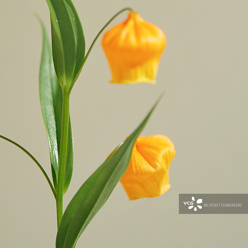 花、静物、春天、Sandersonia图片素材