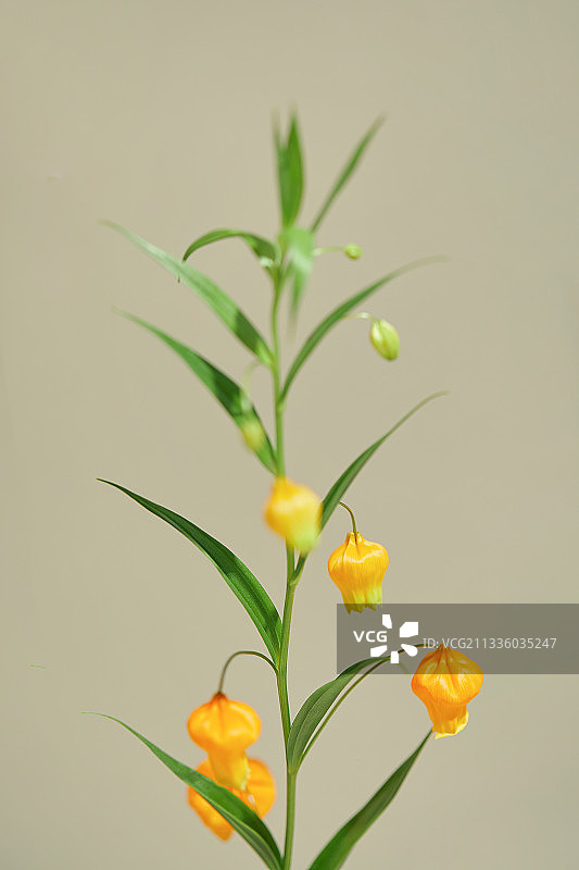 花、静物、春天、Sandersonia图片素材