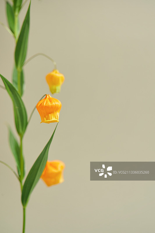 花、静物、春天、Sandersonia图片素材