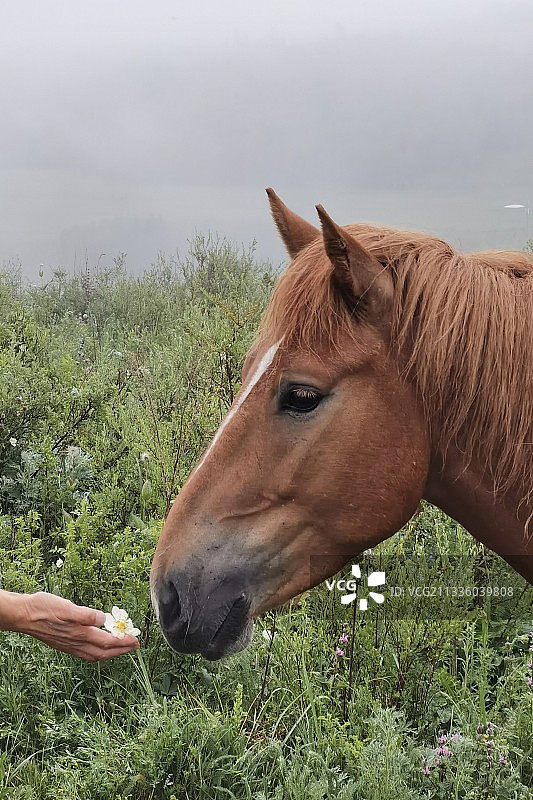 禾木村的马～～图片素材