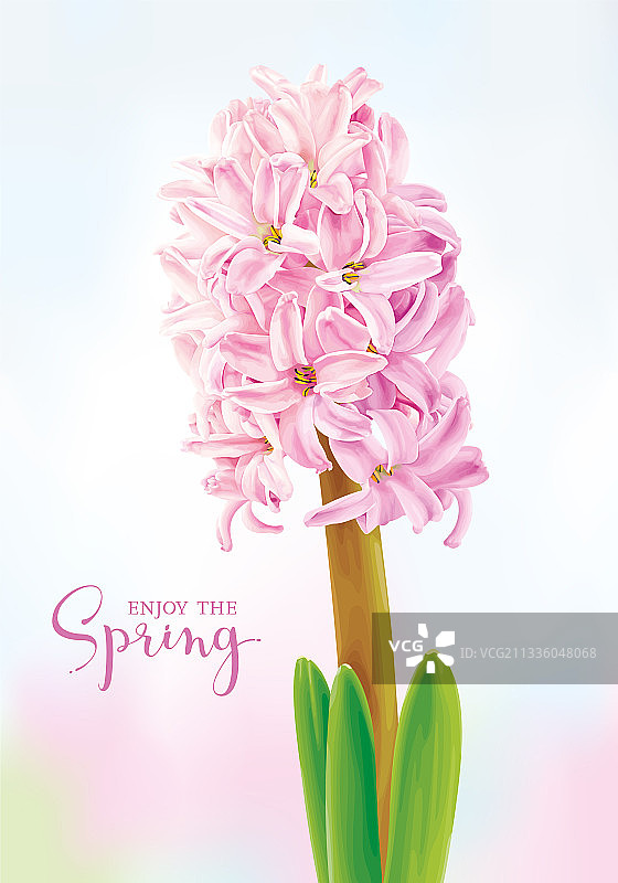 粉色风信子图片素材