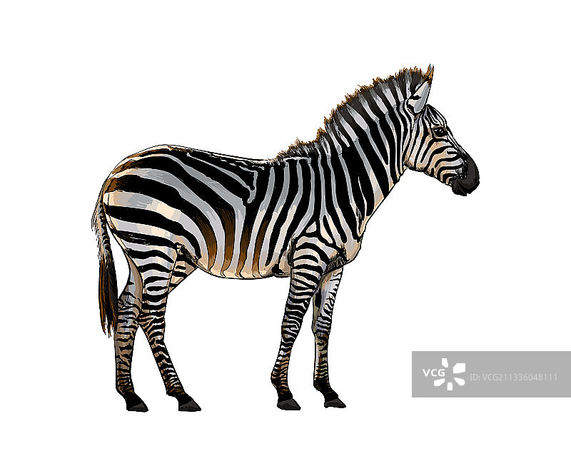 水彩飞溅彩色斑马绘画图片素材