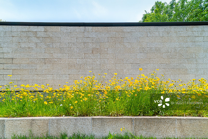 墙边的黄花图片素材
