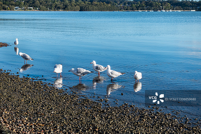 湖边海鸥 Seagulls by the lake图片素材