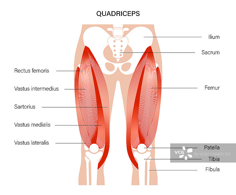腿部肌肉系统图片素材