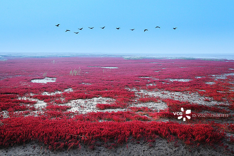 辽宁盘锦红海滩图片素材