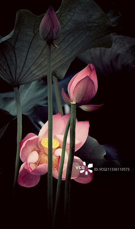 水墨荷图片素材